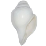 Vamavarti Shankh - Image 2