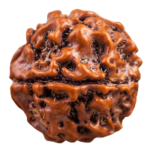 Rudraksha