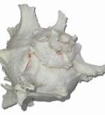 Garuna Shankh Blowing: 7.5x16.5 Inch (Conch) - Image 2