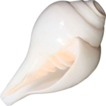 Blowing Shankh: 6x10 Inch (Conch) - Image 2