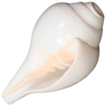Blowing Shankh: 6x10 Inch (Conch)