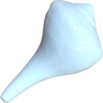 Dakshinavarti Shankh: 2.5x4 Inch (Conch) - Image 2