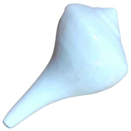 Dakshinavarti Shankh: 2.5x4 Inch (Conch)