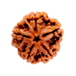 Natural Certified 5 Mukhi Rudraksha-Big Size-Origin: Nepal (Size:19-21 MM)