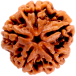 Natural Certified 5 Mukhi Rudraksha-Big Size-Origin: Nepal (Size:19-21 MM) - Image 2