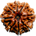 Natural Certified 8 Mukhi Rudraksha - Origin: Nepal (Size:16-19 MM) - Image 2