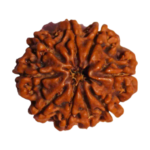 Natural Certified 9 Mukhi Rudraksha-Big Size-Origin: Nepal (Size:19-21 MM)