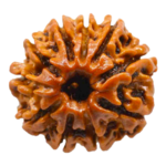 Natural Certified 10 Mukhi Rudraksha-Big Size-Origin: Nepal (Size:19-22 MM)