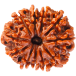 Natural Certified 11 Mukhi Rudraksha-Big Size-Origin: Nepal (Size:19-22 MM) - Image 2