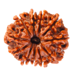 Natural Certified 11 Mukhi Rudraksha-Big Size-Origin: Nepal (Size:19-22 MM)