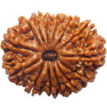 Natural Certified 14 Mukhi Rudraksha-Big Size-Origin: Nepal (Size: 23-25 MM) - Image 2