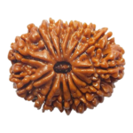 Natural Certified 14 Mukhi Rudraksha-Big Size-Origin: Nepal (Size: 23-25 MM)