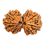 Natural Certified Gauri Shanker Rudraksha-Big Size-Origin: Nepal (Size: 25-27 MM)
