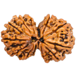Natural Certified Gauri Shanker Rudraksha-Big Size-Origin: Nepal (Size: 25-27 MM) - Image 2