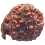 Natural Certified Ganesh Rudraksha-Big Size-Origin: Nepal (Size:19-21 MM) - Image 2