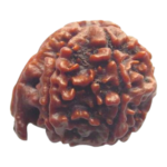 Natural Certified Ganesh Rudraksha-Big Size-Origin: Nepal (Size:19-21 MM)