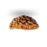 Natural Certified 1 Mukhi Rudraksha (Size: 22-25 MM) - Image 4