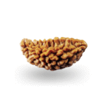 Natural Certified 1 Mukhi Rudraksha (Size: 22-25 MM)