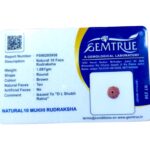 Natural Certified 10 Mukhi Rudraksha - Origin: Java Indonesia (Size:14-16 MM) - Image 3