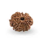 Natural Certified 10 Mukhi Rudraksha - Origin: Nepal (Size:16-19 MM) - Image 3