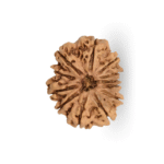 Natural Certified 12 Mukhi Rudraksha - Origin: Nepal (Size:16-19 MM) - Image 3