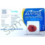 Natural Certified 14 Mukhi Rudraksha - Origin: Nepal (Size: 20-23 MM) - Image 3