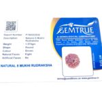 Natural Certified 8 Mukhi Rudraksha - Origin: Nepal (Size:16-19 MM) - Image 3
