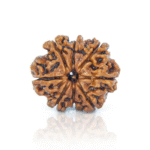 Natural Certified 8 Mukhi Rudraksha-Big Size-Origin: Nepal (Size:19-21 MM) - Image 3