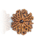 Natural Certified 8 Mukhi Rudraksha-Big Size-Origin: Nepal (Size:19-21 MM) - Image 4