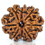Natural Certified 8 Mukhi Rudraksha-Big Size-Origin: Nepal (Size:19-21 MM)