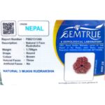 Natural Certified 3 Mukhi Rudraksha - Origin: Nepal (Size:14-17 MM) - Image 3