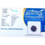 Natural Certified 4 Mukhi Rudraksha - Origin: Nepal (Size:16-19 MM) - Image 3
