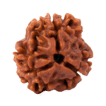 Natural Certified 3 Mukhi Rudraksha - Origin: Nepal (Size:14-17 MM)