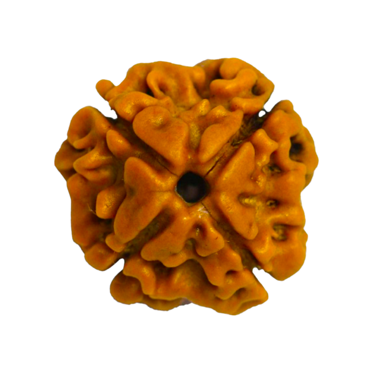 PhotoRoom-20231025_17023711.png Natural Certified 4 Mukhi Rudraksha - Origin: Nepal (Size:16-19 MM) - Image 1