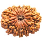 Natural Certified 14 Mukhi Rudraksha - Origin: Nepal (Size: 20-23 MM)