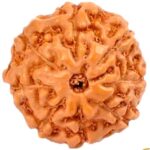 Natural Certified 8 Mukhi Rudraksha - Origin: Java Indonesia (Size:14-16 MM)