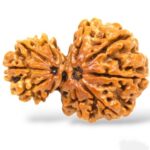 Natural Certified Garbh Gauri Rudraksha - Origin: Nepal (Size:19-21 MM)