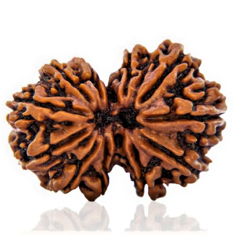gaurishanakr_Zoom.png Natural Certified Gauri Shanker Rudraksha- Big Size-Origin: Nepal (Size: 21-24 MM) - Image 1